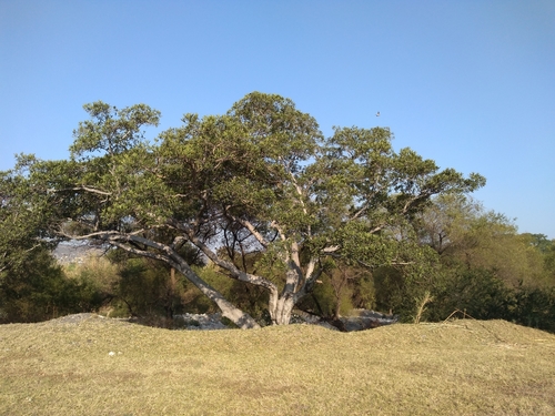 Amate (Ficus insipida)