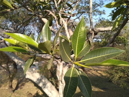 Ficus insipida - Whole tree