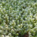 Niphotrichum elongatum - Photo (c) laceypantalones, algunos derechos reservados (CC BY-NC), subido por laceypantalones