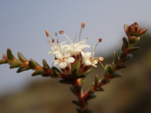 Image of Macrostylis tenuis by (c) Ren Hoekstra, some rights reserved (CC BY)