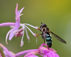 Megasyrphus laxus image