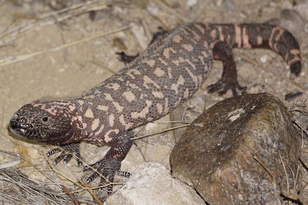 Gila Monster in September 2023 by Yinpeng Zhang · iNaturalist