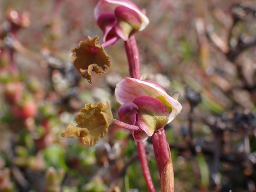 Image of Disa spathulata by (c) Ren Hoekstra, some rights reserved (CC BY)