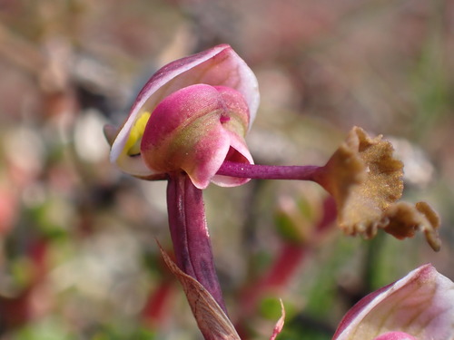 Image of Disa spathulata by (c) Ren Hoekstra, some rights reserved (CC BY)