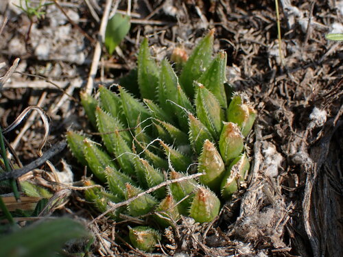 Image of Haworthia nortieri by (c) Ren Hoekstra, some rights reserved (CC BY)