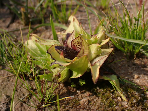 Image of Carrion-flower Orchid by (c) Ren Hoekstra, some rights reserved (CC BY)