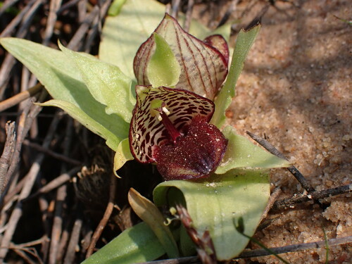 Image of Carrion-Flower Orchid (Satyrium pumilum) by (c) Ren Hoekstra, some rights reserved (CC BY)