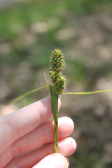 Carex complanata