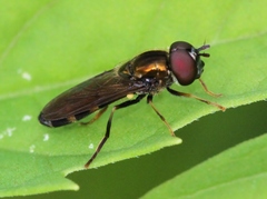 Pyrophaena rosarum