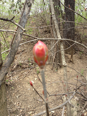 Aesculus glabra