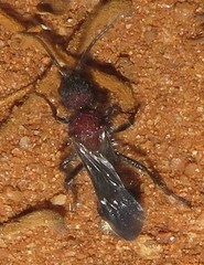 Dasylabroides procne