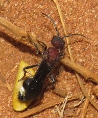 Dasylabroides procne