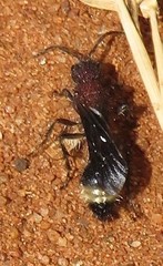 Dasylabroides procne