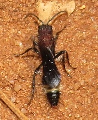 Dasylabroides procne