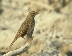 Passerculus sandwichensis rostratus