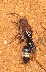 Dasylabroides procne