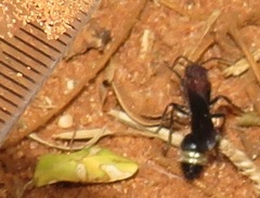 Dasylabroides procne