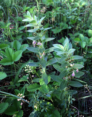 Ajuga laxmannii