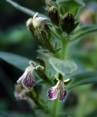 Ajuga laxmannii