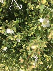 Mirabilis tenuiloba