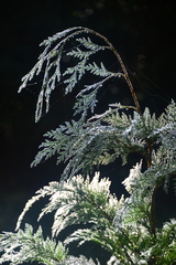 Austrocedrus chilensis