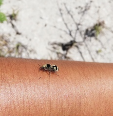 Dasymutilla arachnoides