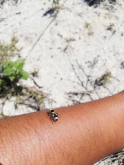 Dasymutilla arachnoides