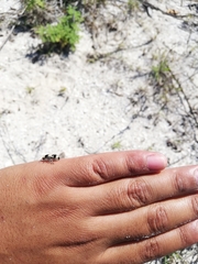 Dasymutilla arachnoides