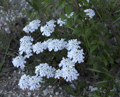Iberis simplex