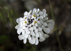 Iberis simplex