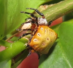 Isoxya tabulata