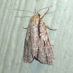 Acronicta texana