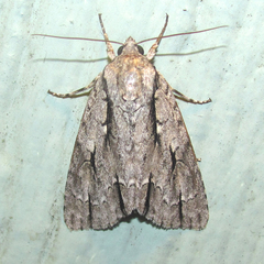 Acronicta texana