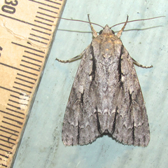 Acronicta texana
