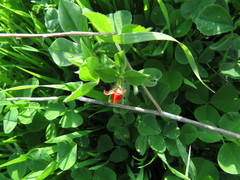 Lotus tetragonolobus