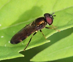 Pyrophaena rosarum