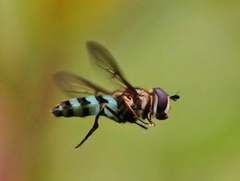 Megasyrphus laxus image