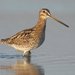 Common Snipe - Photo (c) Agustín Povedano, some rights reserved (CC BY-NC-SA)