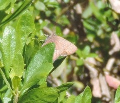Callophrys augustinus iroides
