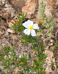 Cistus clusii