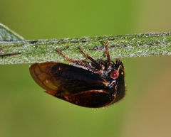 Stictocephala basalis