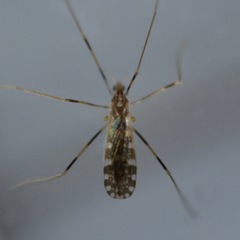 Erioptera caliptera