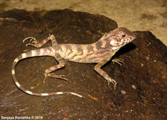 Ceratophora erdeleni