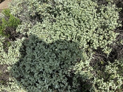 Ambrosia chenopodiifolia