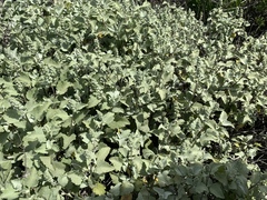 Ambrosia chenopodiifolia