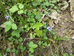 Viola × bavarica