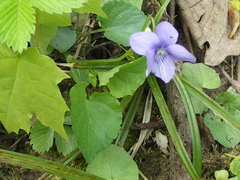 Viola × bavarica