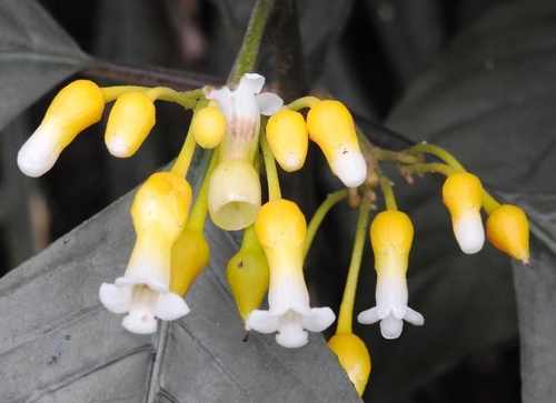 Besleria selloana