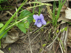 Viola × bavarica