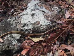 Psammophis angolensis